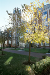 View of pedestrian mall and School of law.